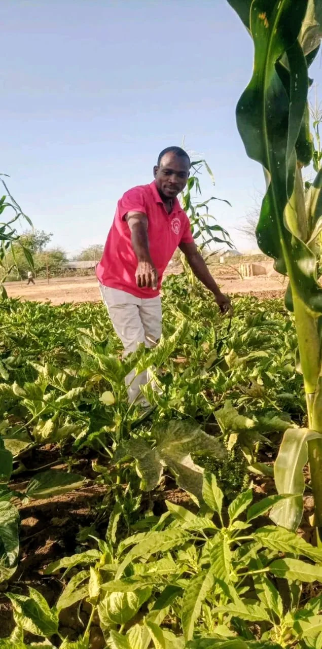 Green Project team member inspecting crop growth in Kakuma 3
