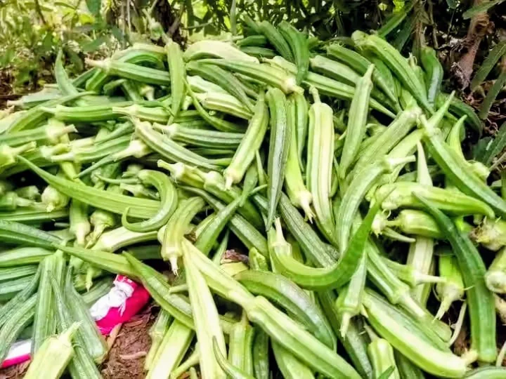 Green Project farmer holding a fresh okra harvest in Kakuma Refugee Camp