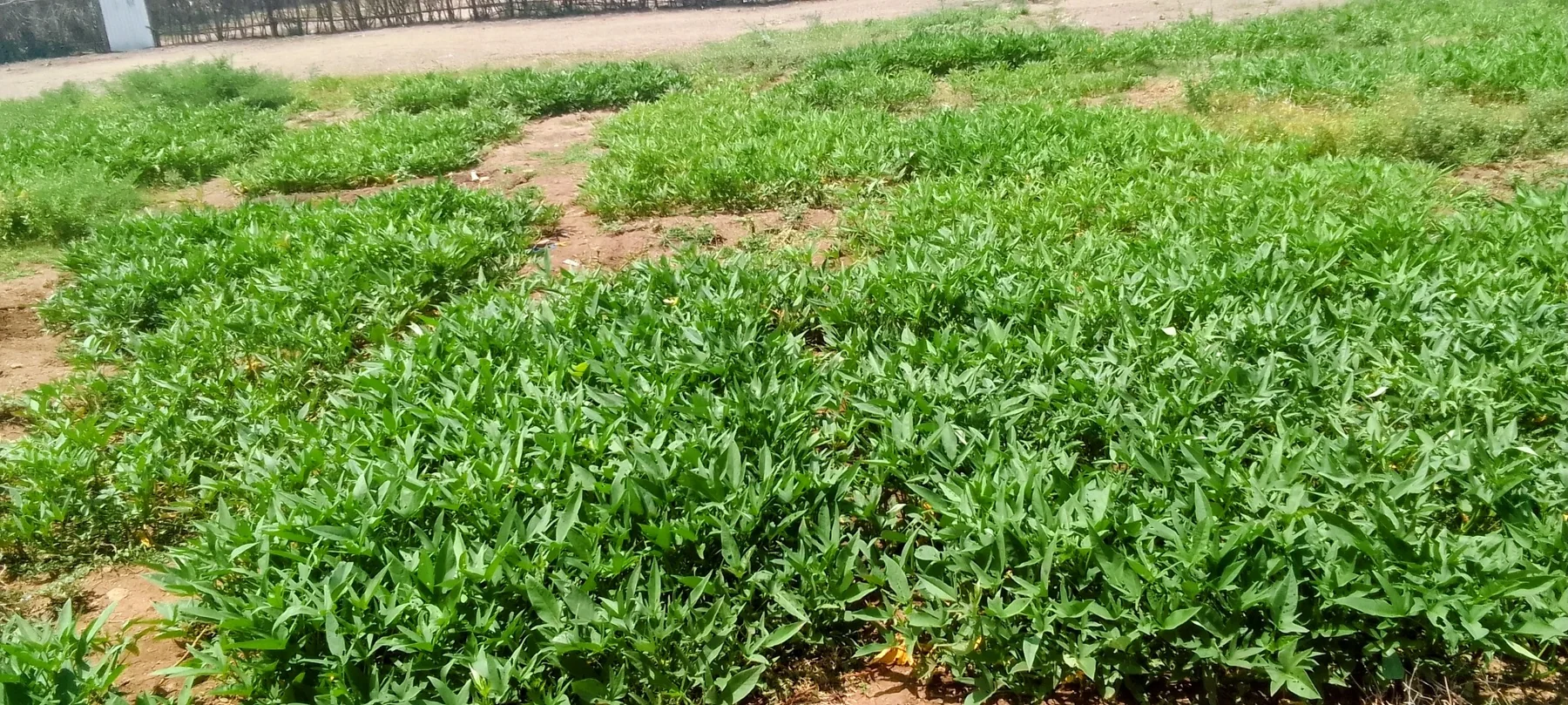 Green Project Community Agriculture Background