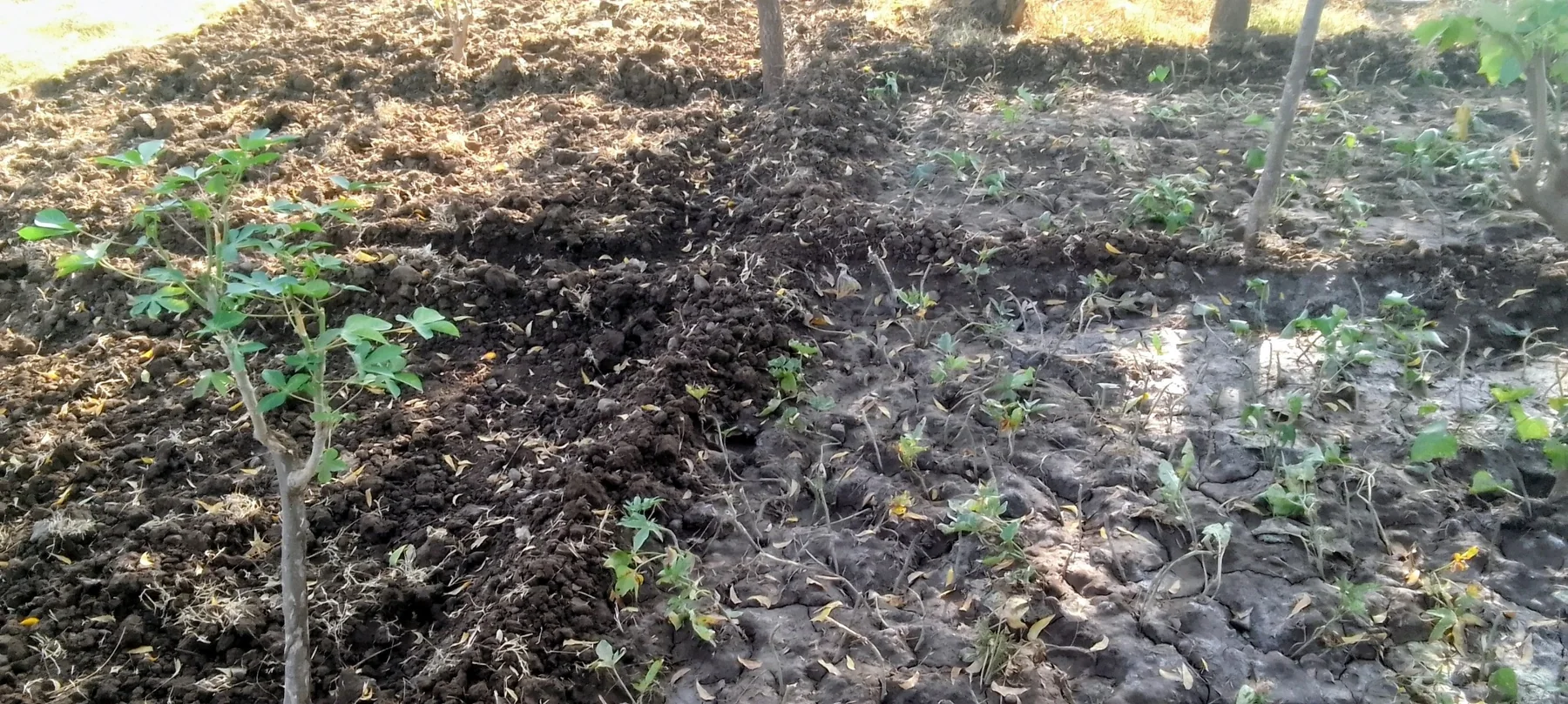 Raised bed land preparation and planting