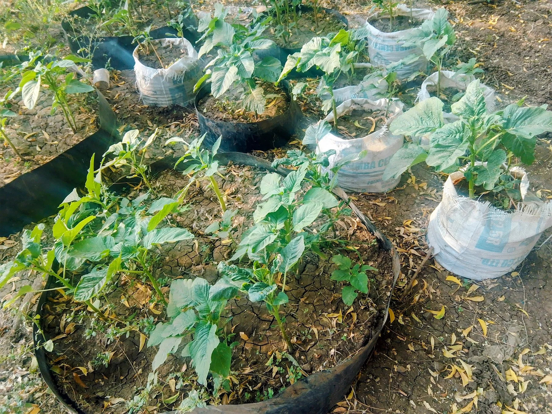 Seedlings growing in sack and container nursery gardens