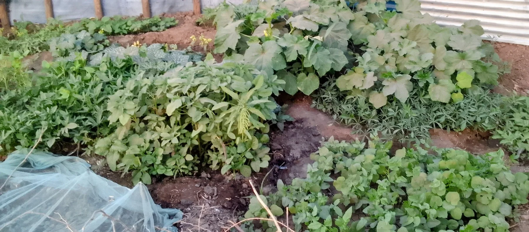 Mixed vegetable garden bed in Kakuma 3