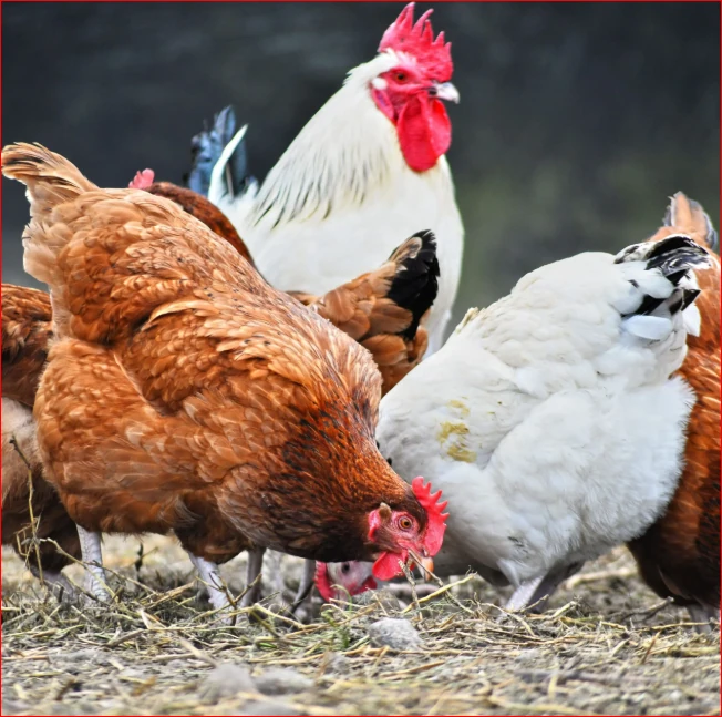 Green Project poultry farming and chicken production