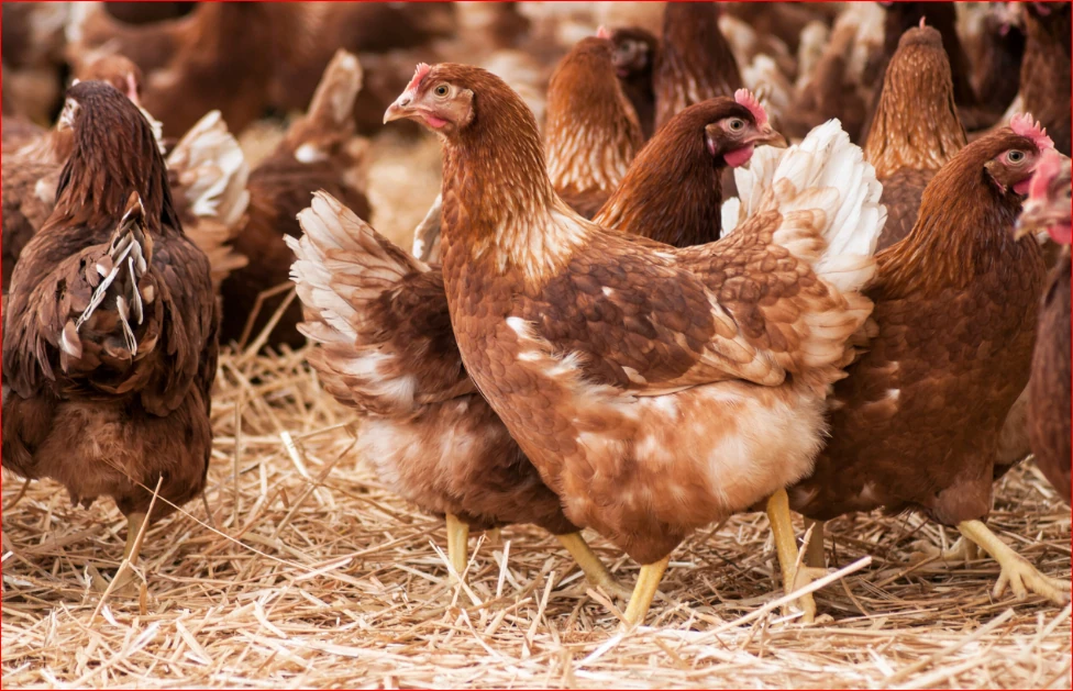 Community poultry farming