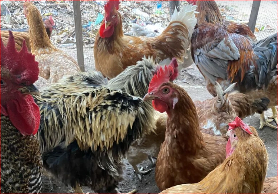 Free-range poultry farming